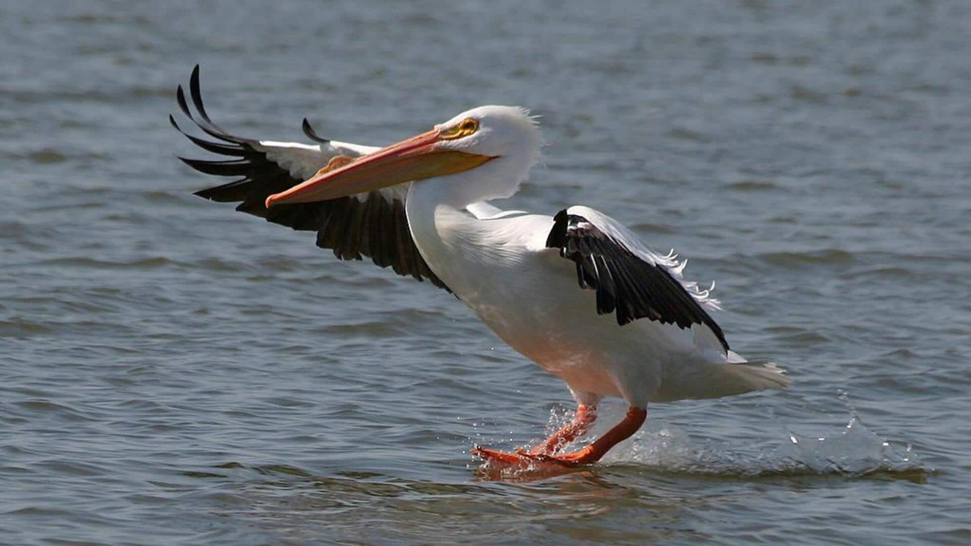Lima Fungsi Selaput pada Kaki Pelikan selain untuk Berenang