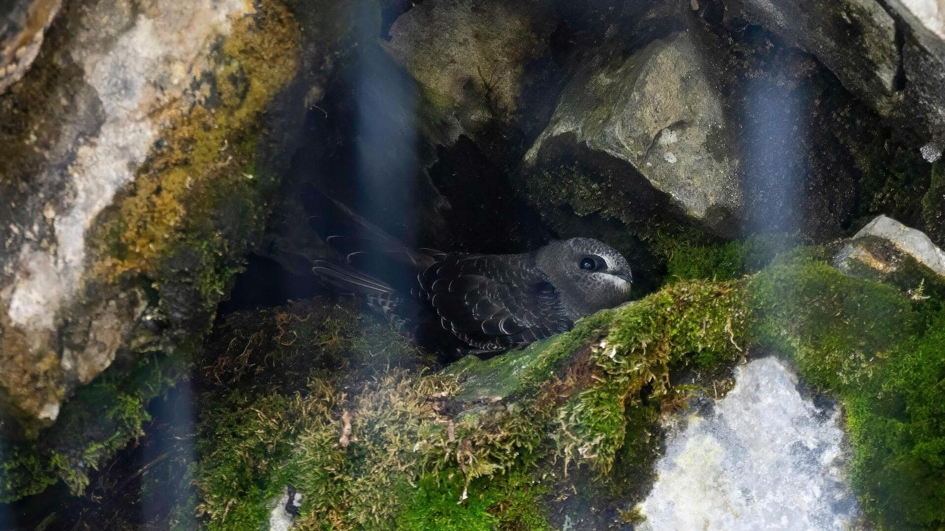 Lima Kebiasaan Bersarang Burung Swift yang Menakjubkan di Seluruh Dunia