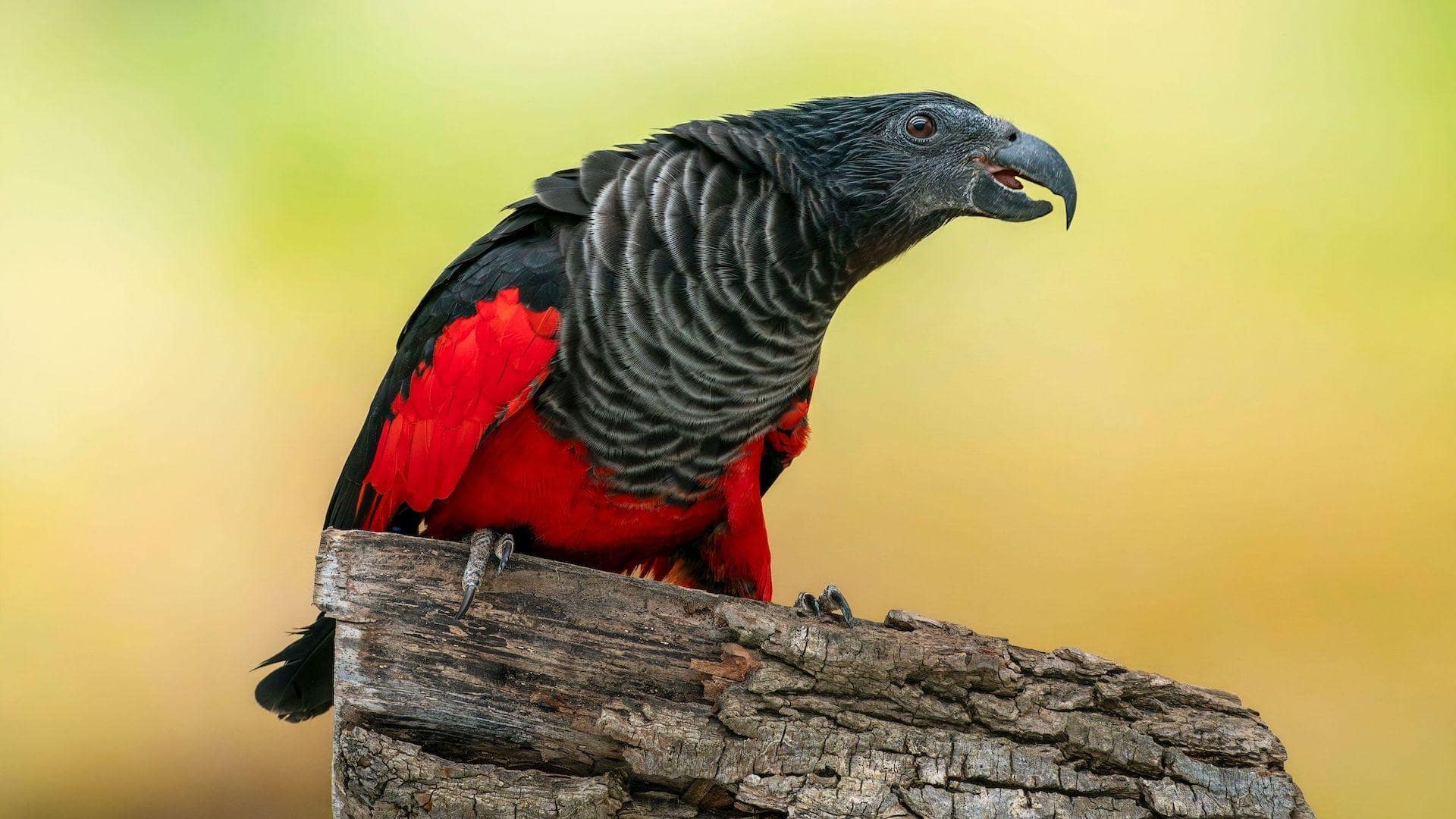 Menjelajahi Spesies Burung Beo Langka dan Komunikasinya yang Unik Menjelajahi Spesies Burung Beo Langka dan Komunikasinya yang Unik