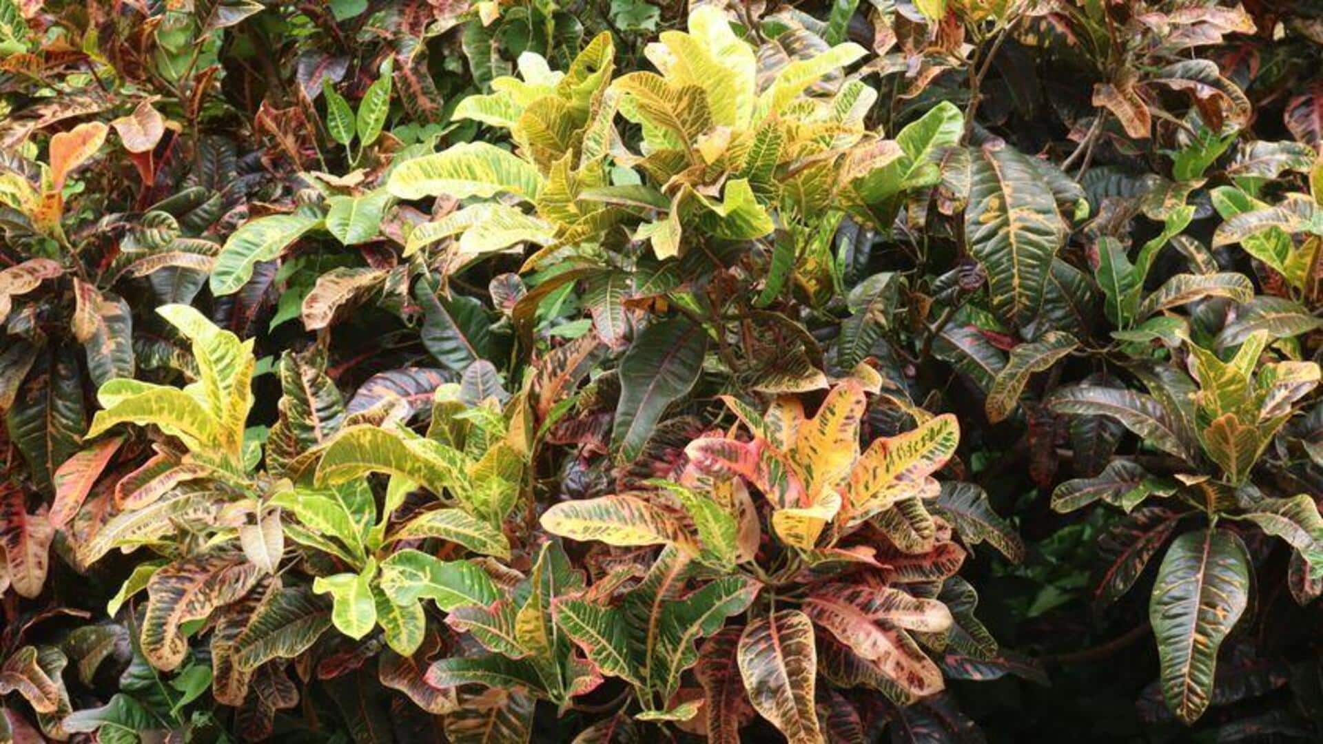 Manfaat Daun Puring dalam Berkebun di Rumah
