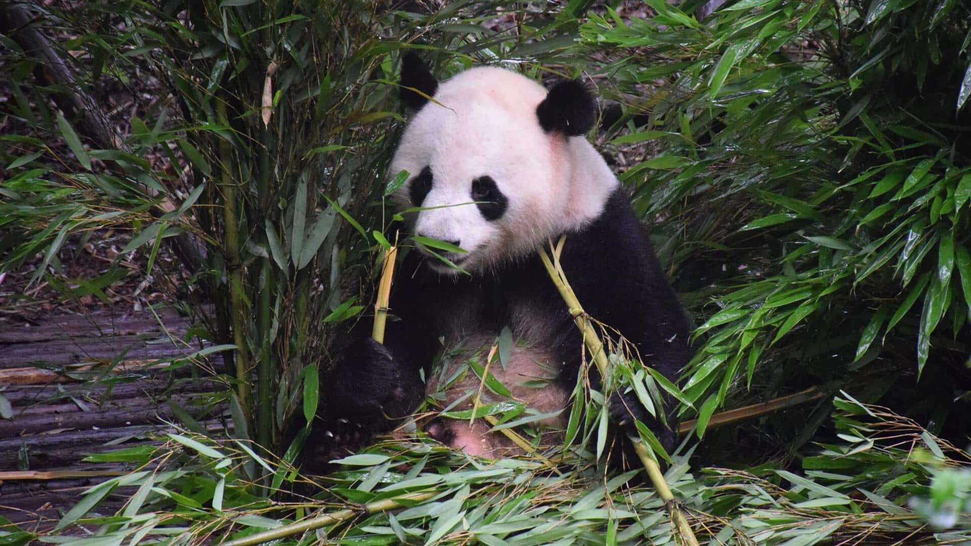 Bagaimana Pohon Bambu Membentuk Rutinitas Harian Unik dari Seekor Panda? Bagaimana Pohon Bambu Membentuk Rutinitas Harian Unik dari Seekor Panda?