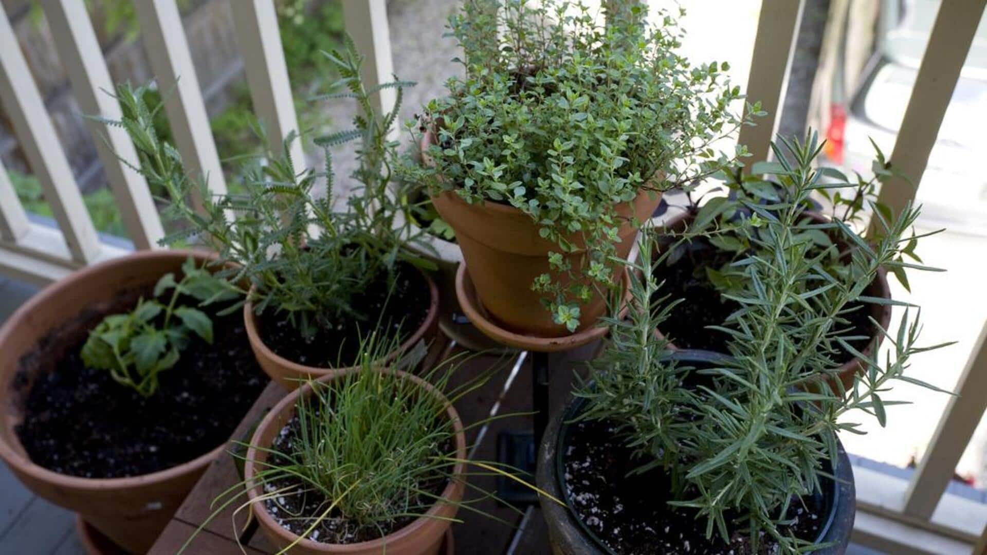 Menanam herbal untuk kesegaran di setiap sudut rumah Menanam herbal untuk kesegaran di setiap sudut rumah