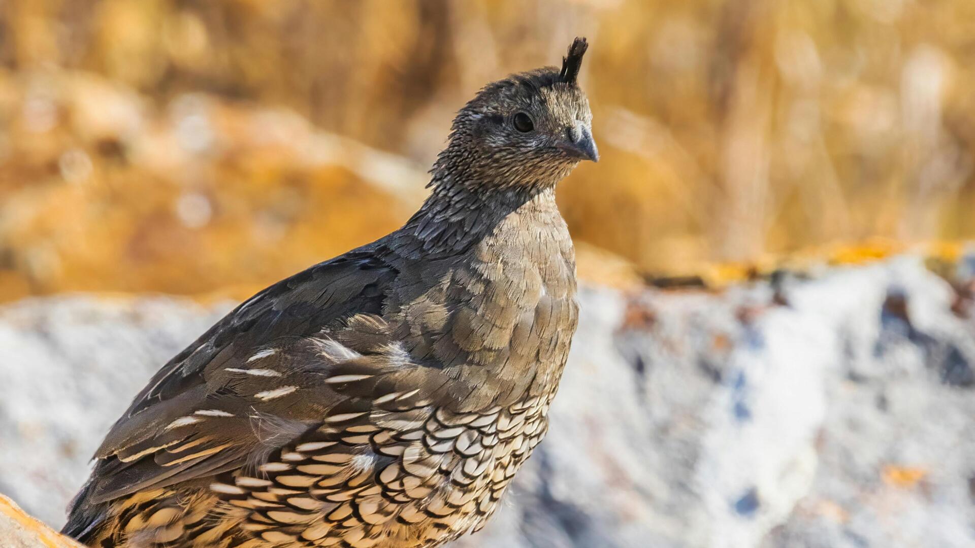 Habitat burung puyuh: Rahasia dan perilaku menarik Habitat burung puyuh: Rahasia dan perilaku menarik