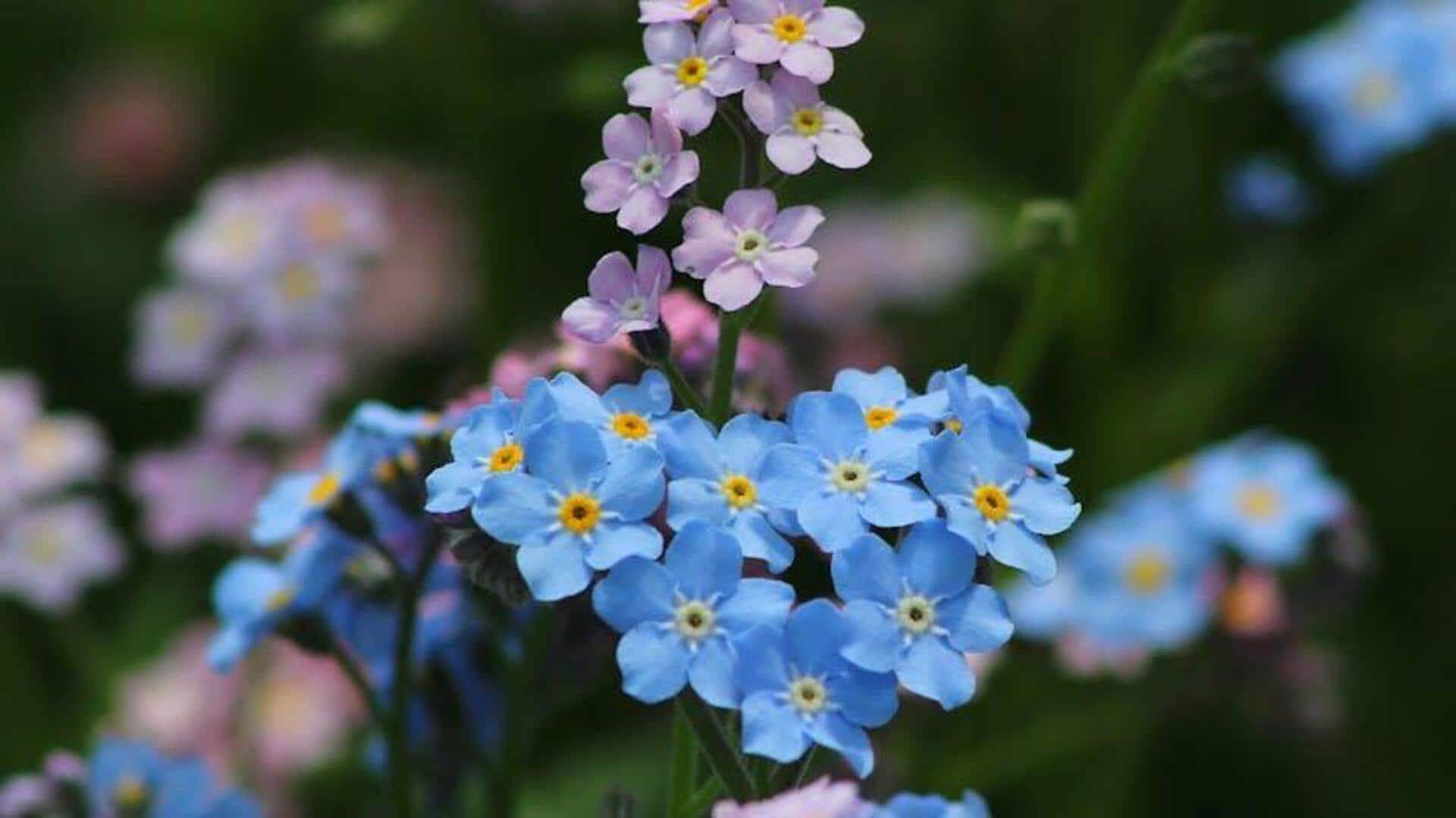 Mengapa Menanam Mamung?