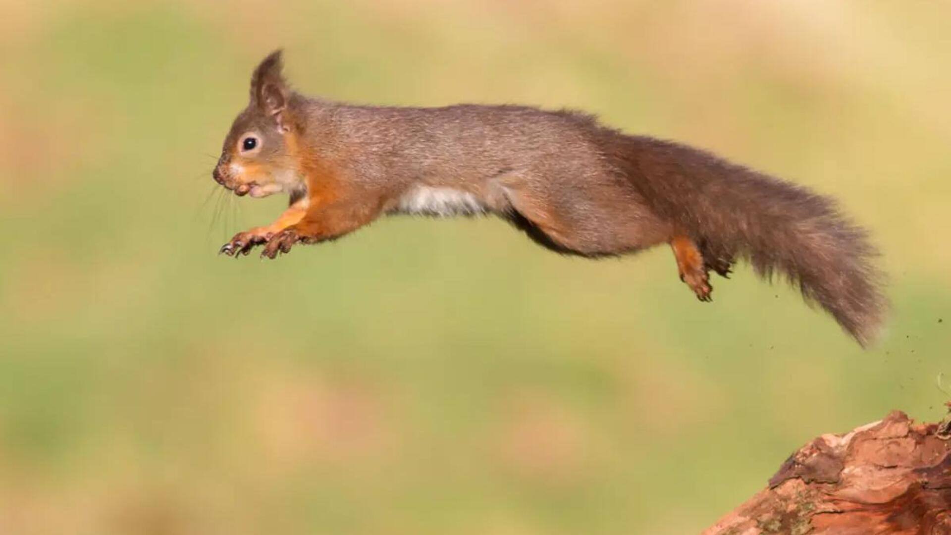 Mengungkap Lompatan yang Menakjubkan dari Seekor Tupai