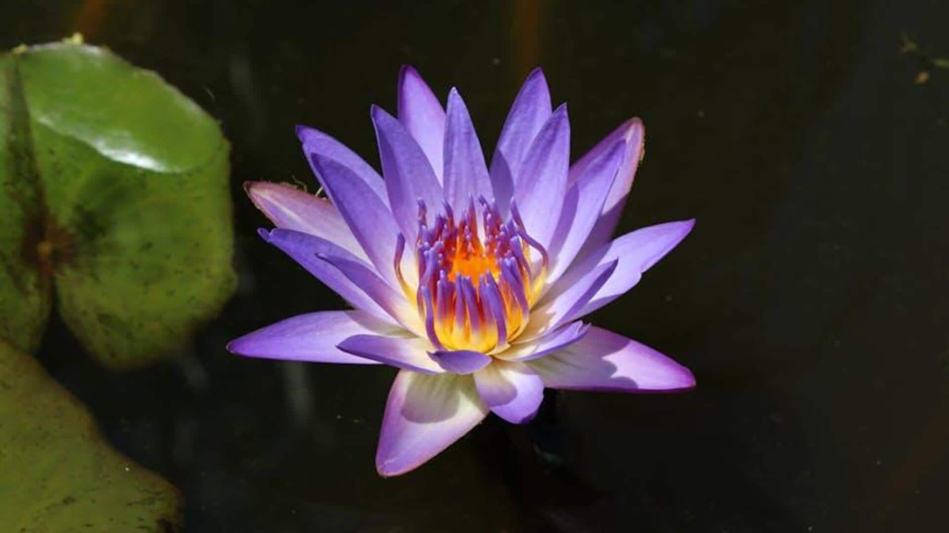 Tips Menanam Teratai untuk Kolam Taman yang Indah