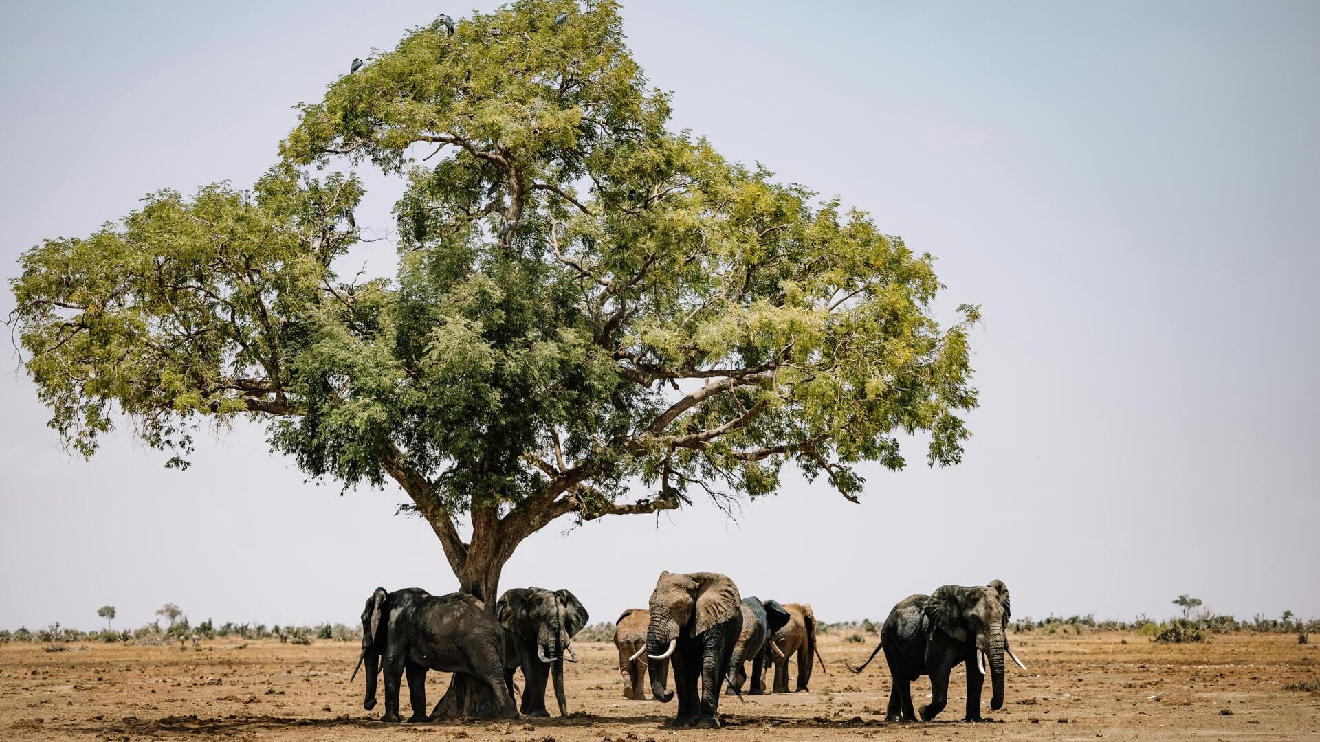 Menjelajahi Safari Satwa Liar di Taman Nasional Hwange, Zimbabwe