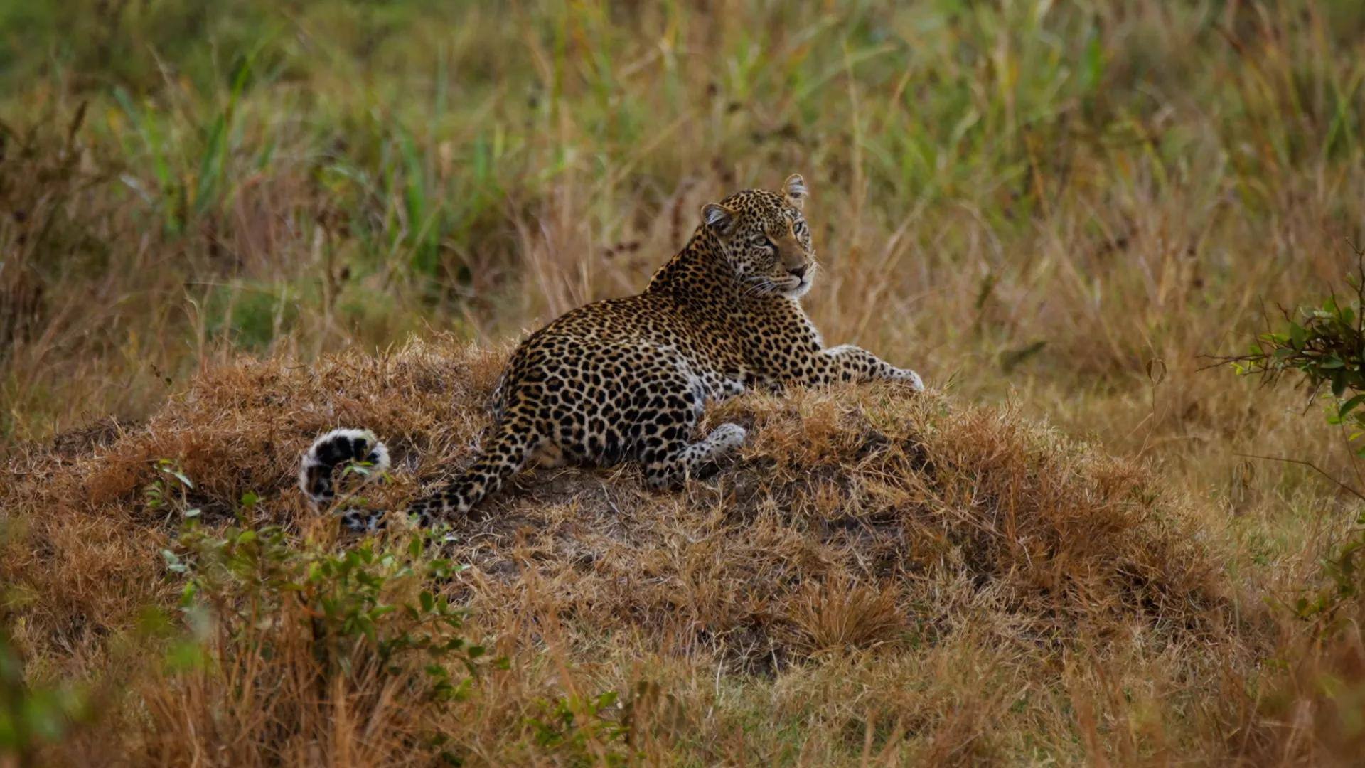 Cara Unik Macan Tutul Menandai dalam Wilayahnya di Alam Liar