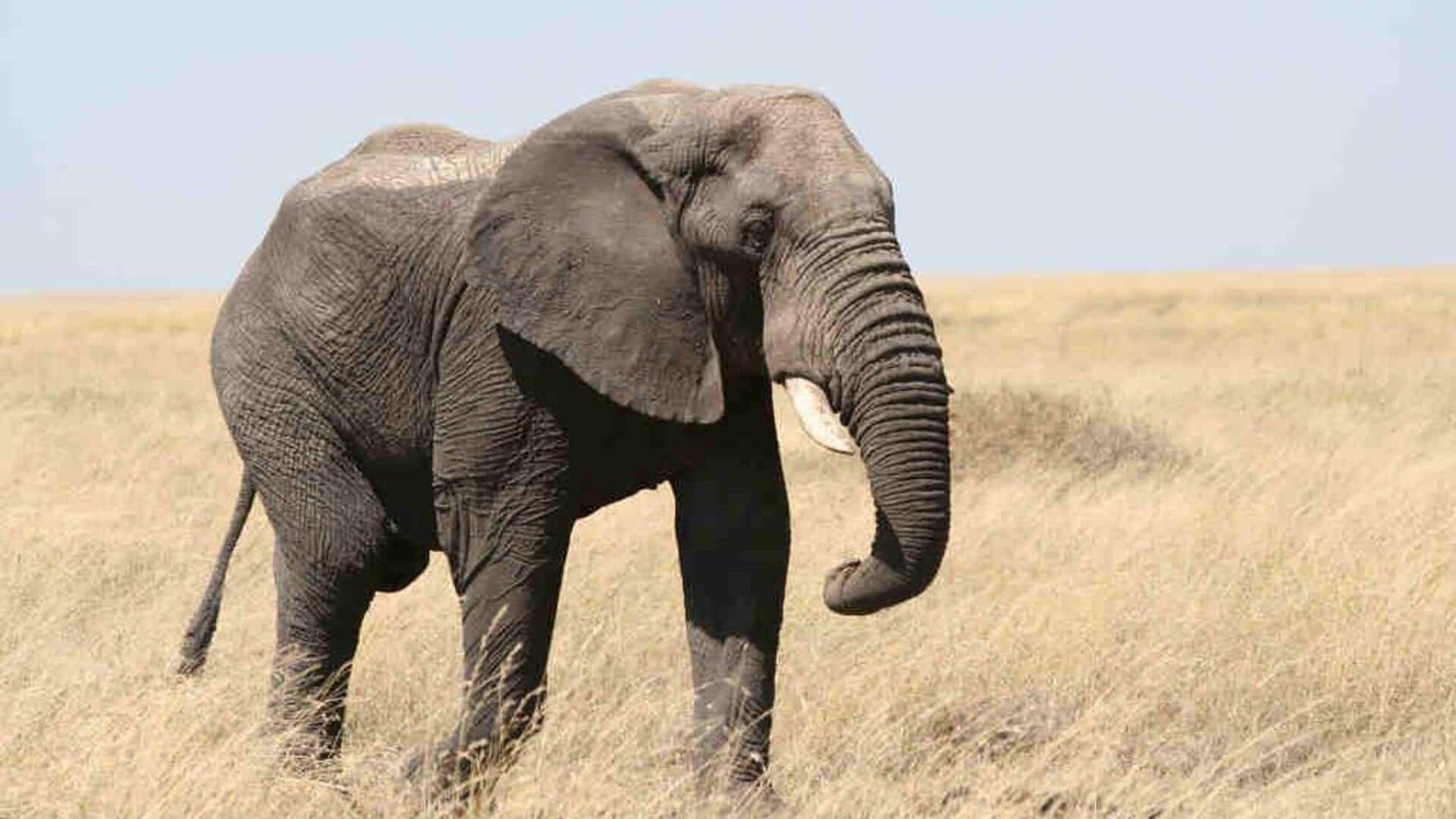 Fakta menarik tentang memori gajah Fakta menarik tentang memori gajah