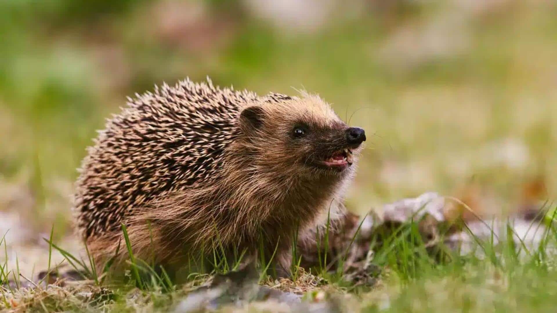 Mekanisme Pertahanan Unik Landak selain Duri