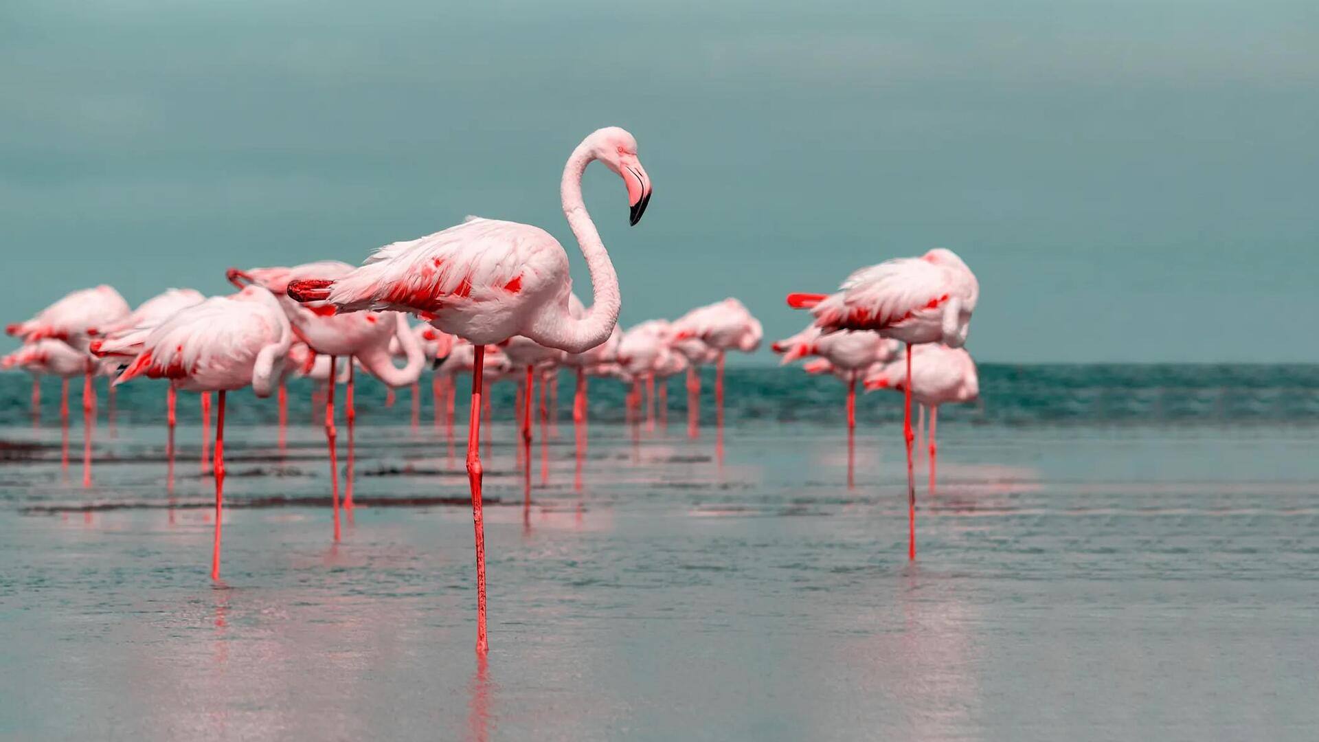 Mengapa Flamingo Berdiri dengan Satu Kaki saat Beristirahat? Mengapa Flamingo Berdiri dengan Satu Kaki saat Beristirahat?