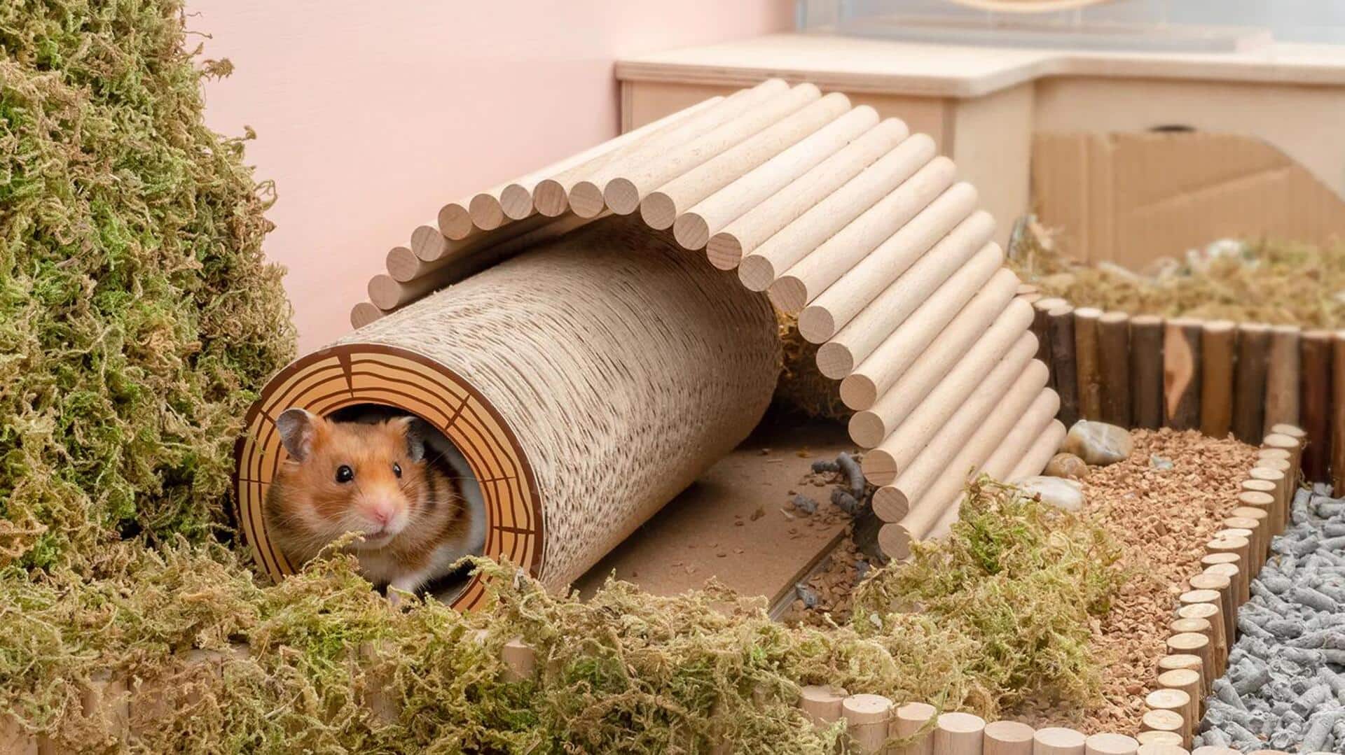 Menyuguhkan Permainan yang Menarik untuk Hamster Peliharaan Anda Menyuguhkan Permainan yang Menarik untuk Hamster Peliharaan Anda