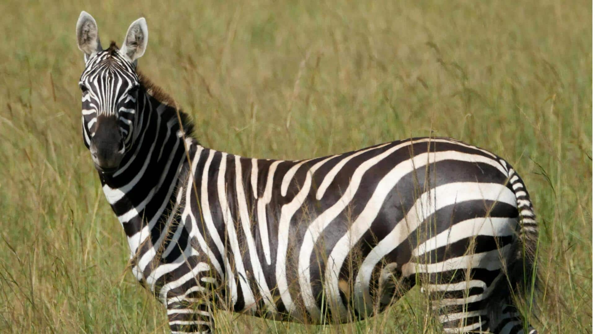 Menjelajahi Keindahan Taman Nasional Mburo, Uganda