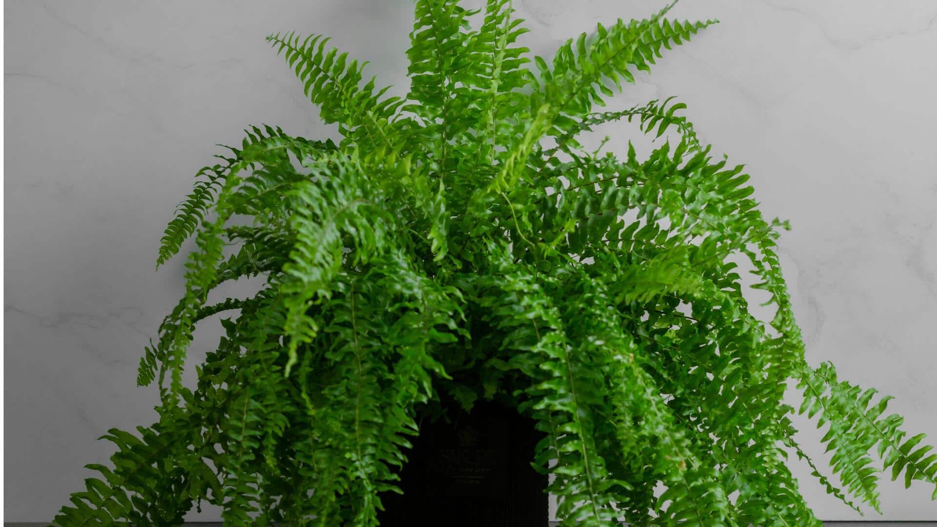 Menemukan Pakis Unik yang Mudah Tumbuh di Dalam Ruangan