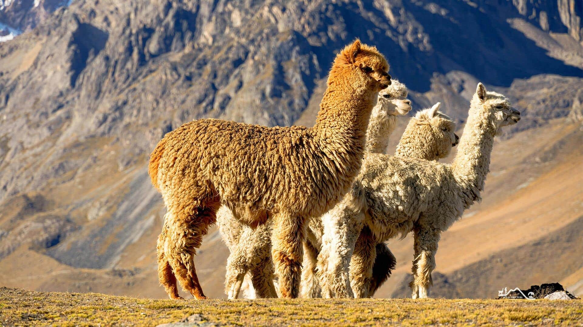 Adaptasi Unik Alpaka dengan Habitatnya di Dataran Tinggi