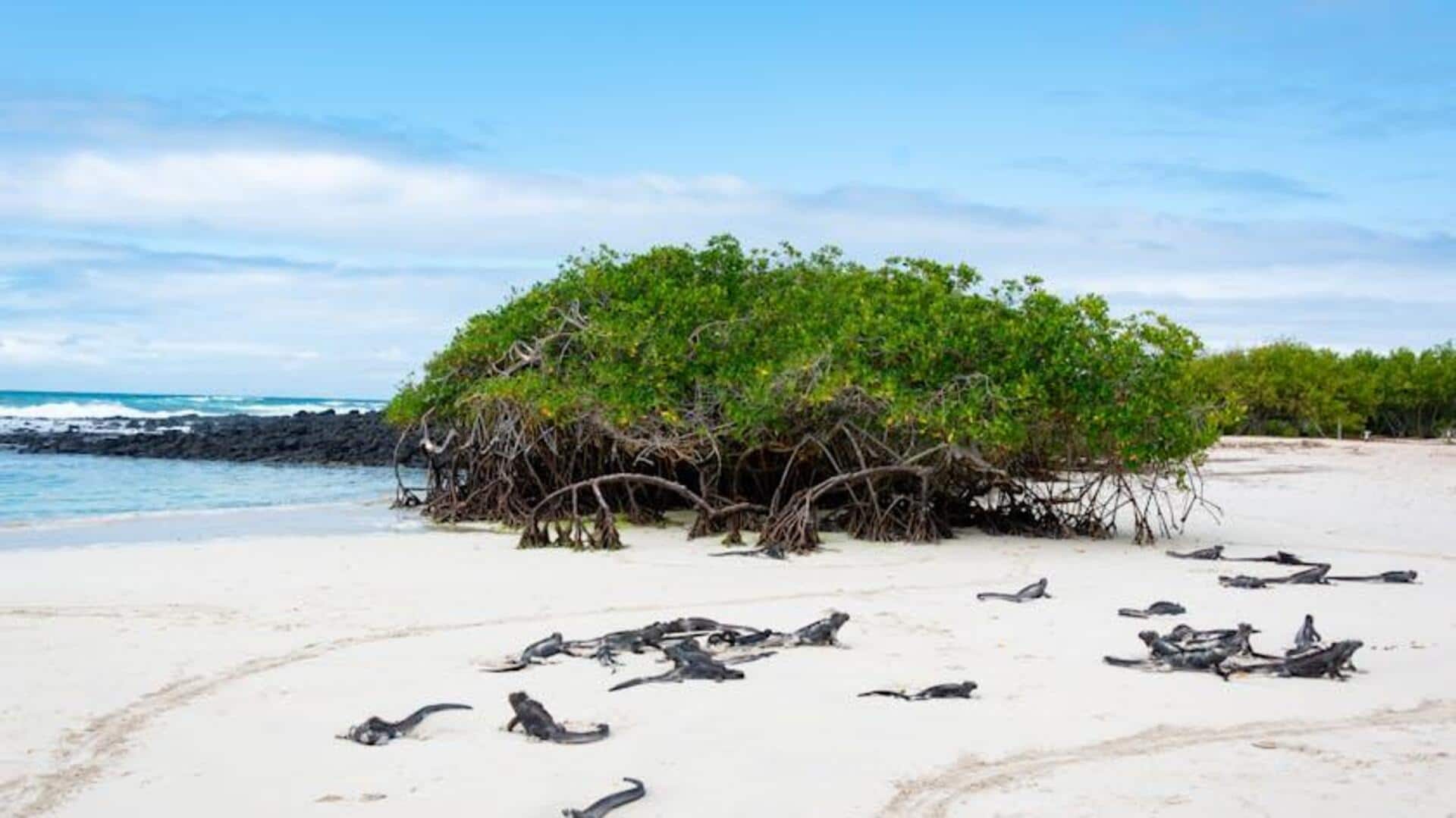 Pulau-Pulau yang Harus Dikunjungi di Kepulauan Galapagos