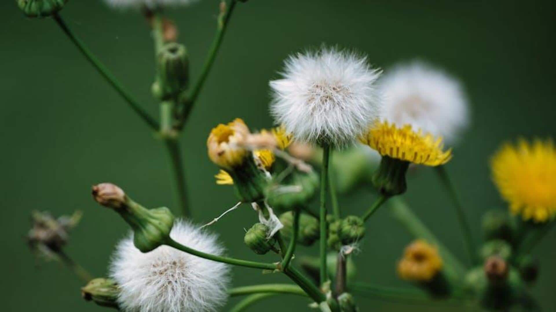 Manfaat Mengejutkan Kelopak Dandelion di Taman Anda