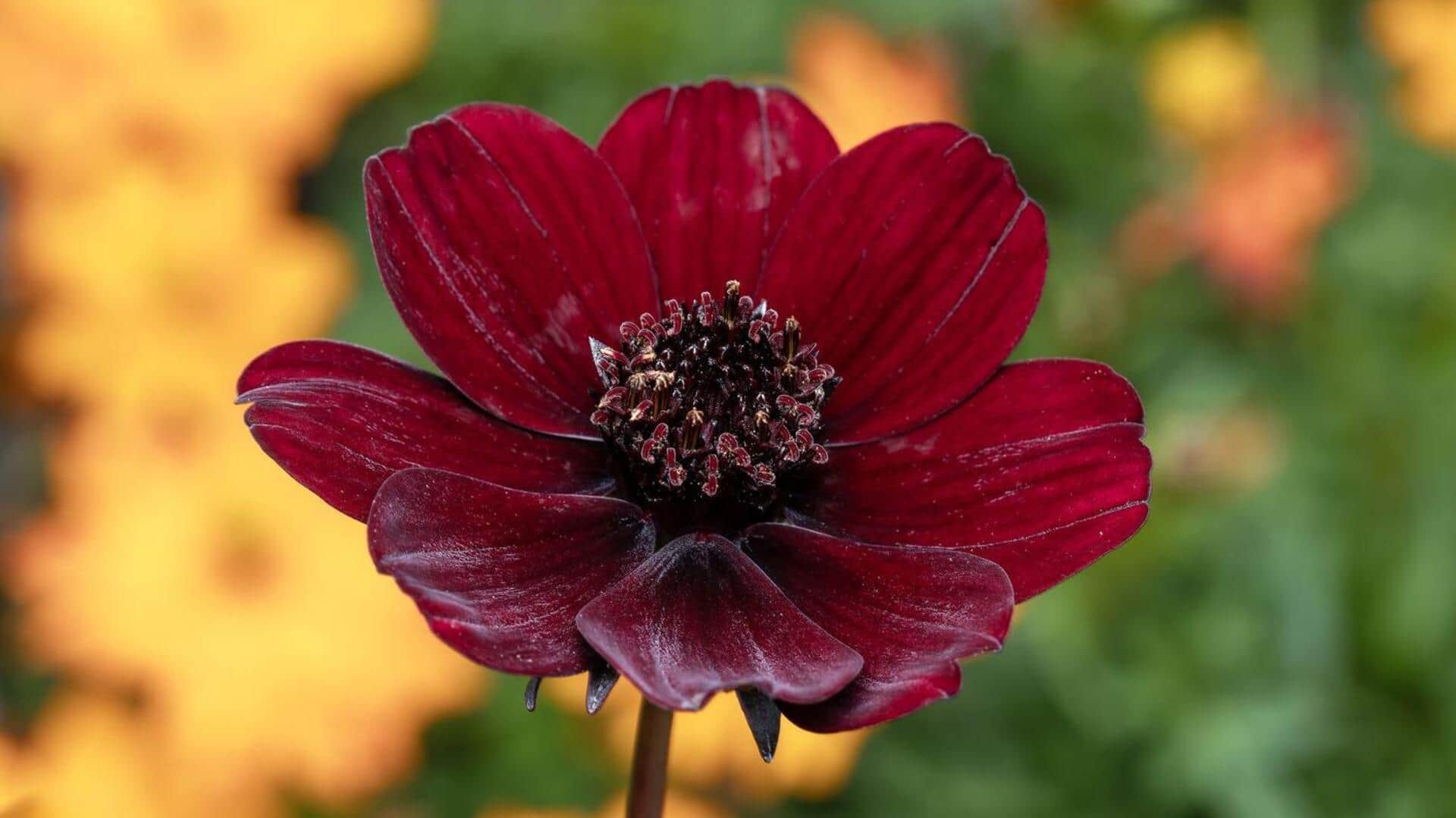 Lima Langkah Mudah Menanam Cosmos Cokelat di Dalam Ruangan Lima Langkah Mudah Menanam Cosmos Cokelat di Dalam Ruangan