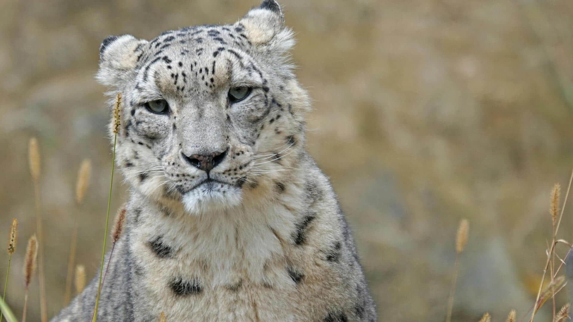 Mengamati Macan Tutul Salju di Taman Nasional Hemis, India