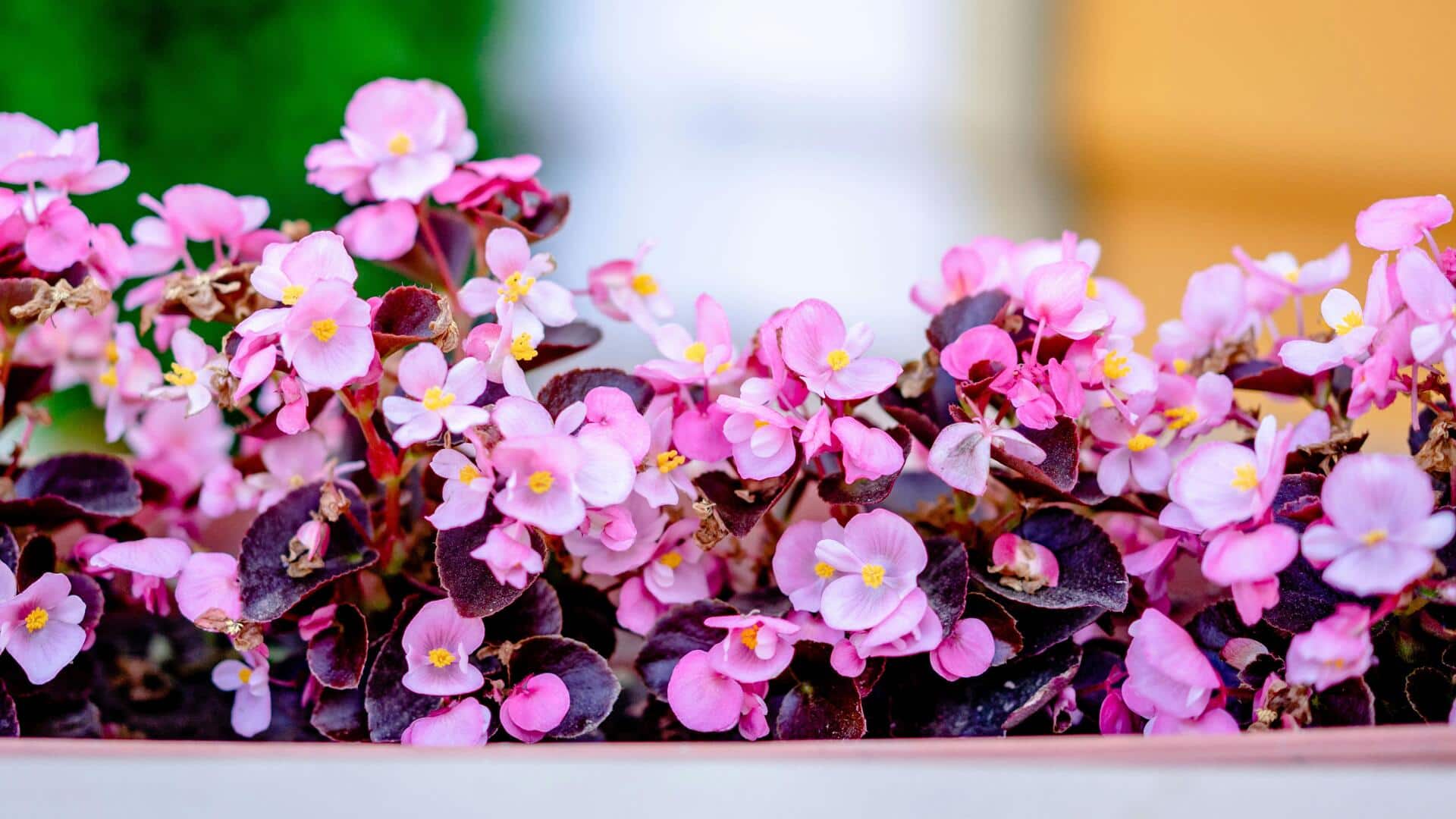 Rahasia Begonia Dalam Ruangan yang Berbunga Indah
