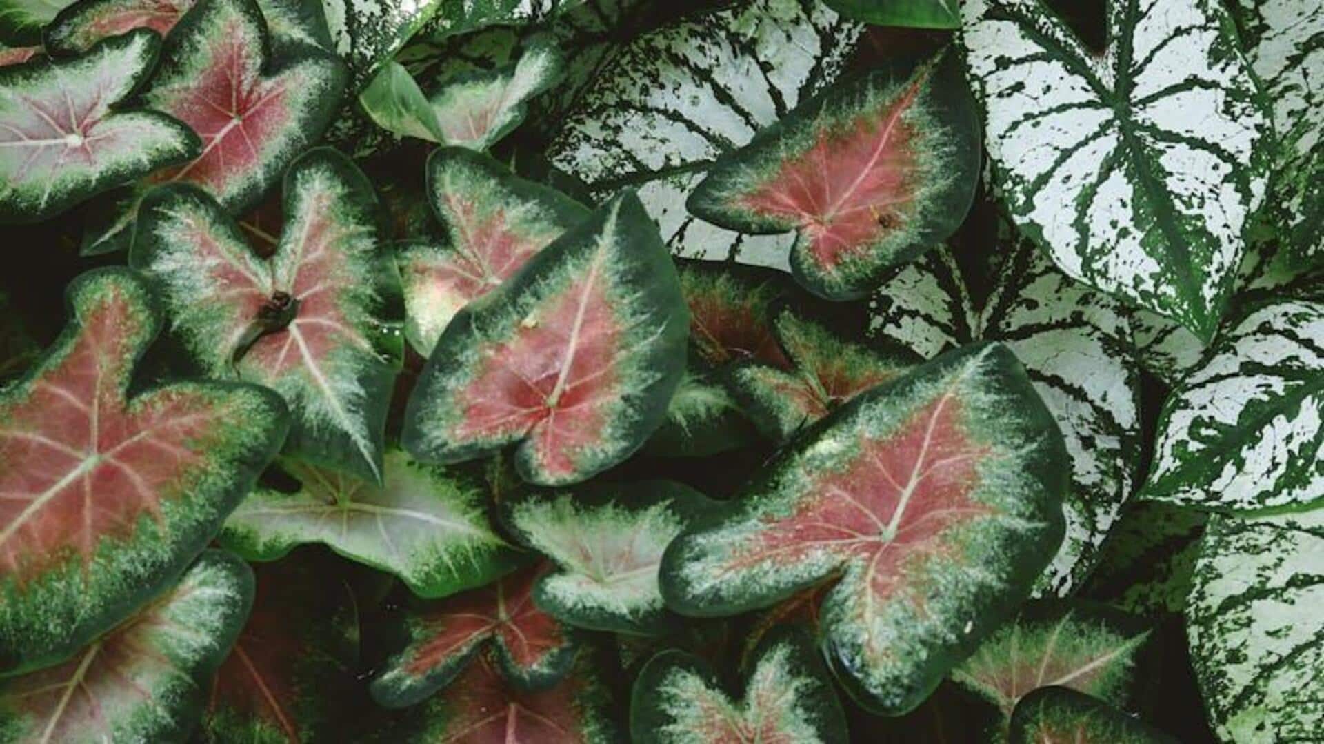 Lima Tanaman Hias Dalam Ruangan yang Ramah Hewan Peliharaan