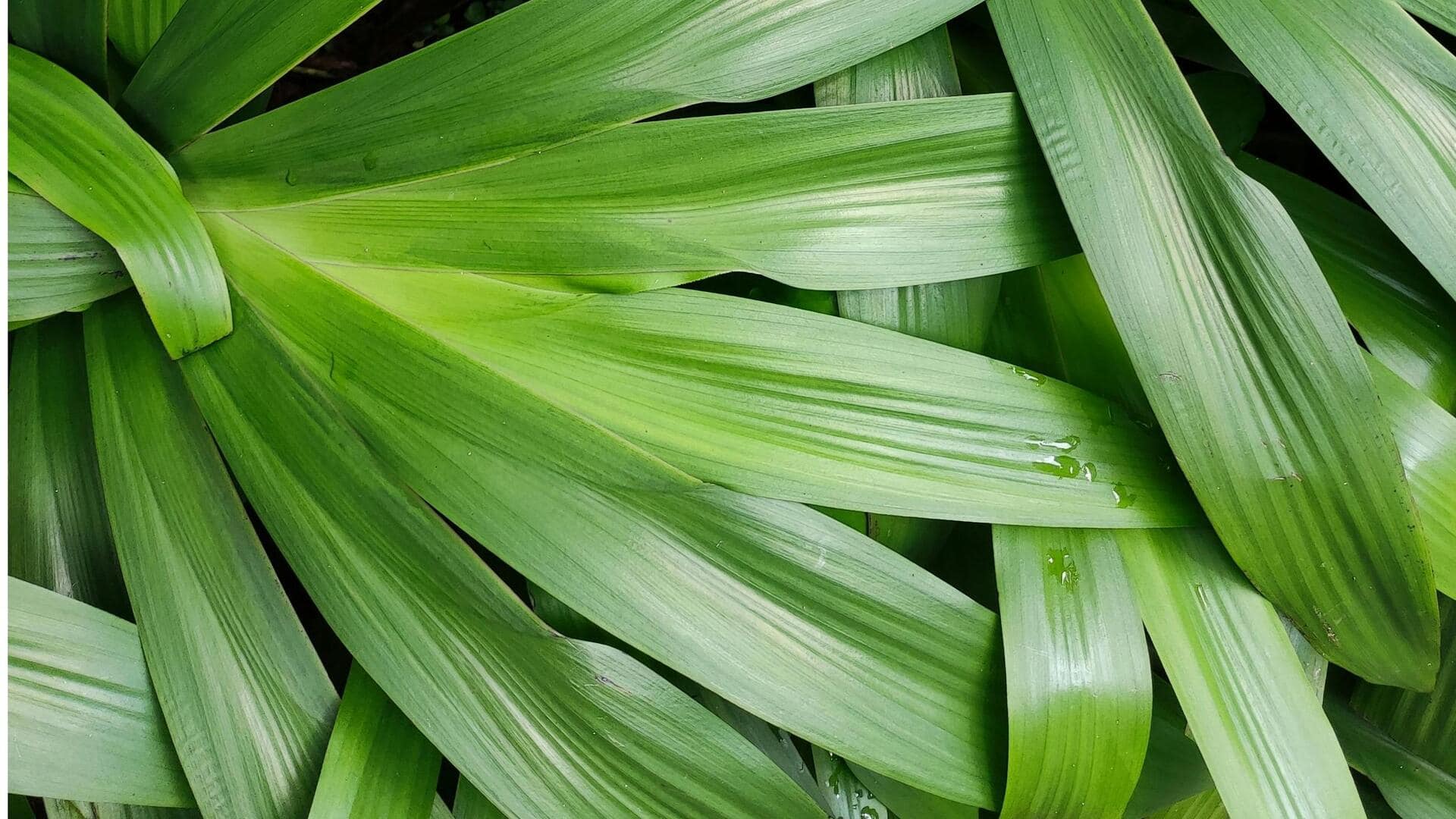 Bungkus Daun Pandan Vegan Kaya Serat