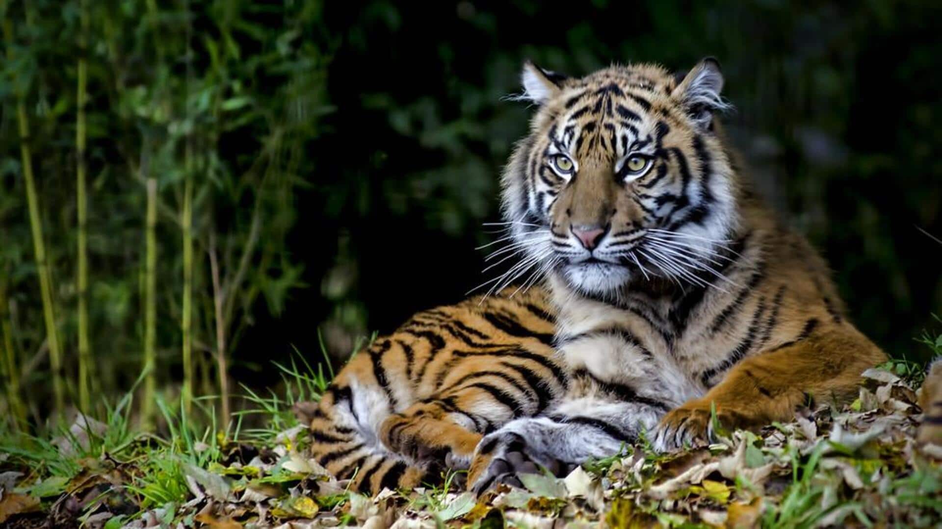 Kamuflase Unik dari Harimau Sumatera di Hutan yang Lebat Kamuflase Unik dari Harimau Sumatera di Hutan yang Lebat