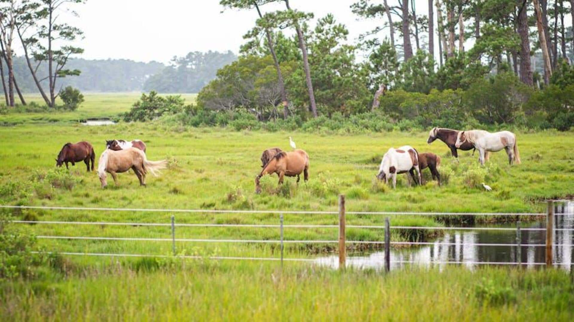 Menyaksikan Kuda Liar di Pulau Assateague, Amerika Serikat