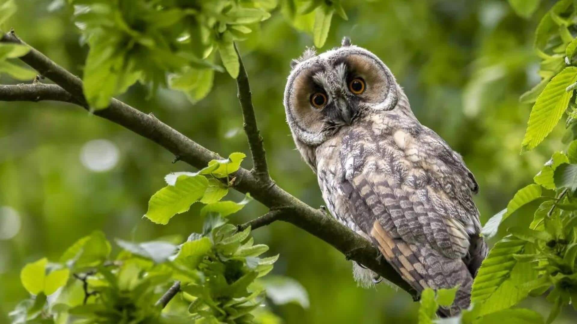 Memahami Kemampuan Unik Burung Hantu yang Memutar Kepalanya 270 Derajat