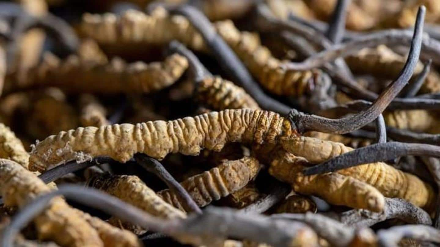 Semua tentang Cordyceps, genus jamur yang lebih mahal dari emas