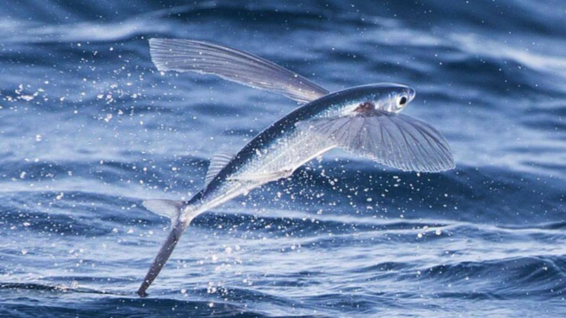 Mengapa Ikan Terbang bisa Melayang di Udara? Mengapa Ikan Terbang bisa Melayang di Udara?