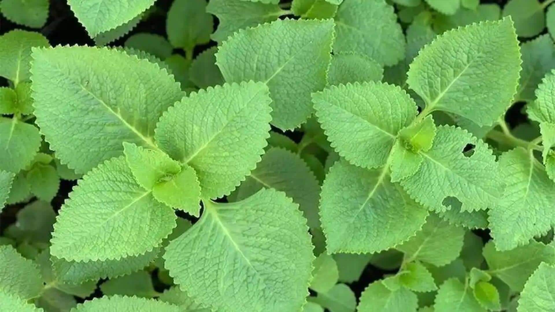 Lima Cara Unik Memanfaatkan Daun Torbangun dalam Masakan Indonesia