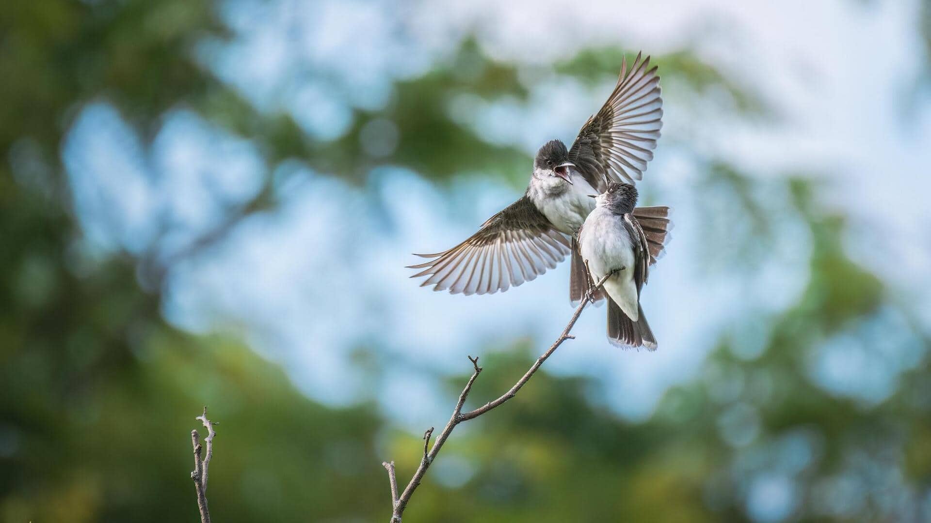 Ritual Pencarian Pasangan yang Unik dari Burung Kingbird