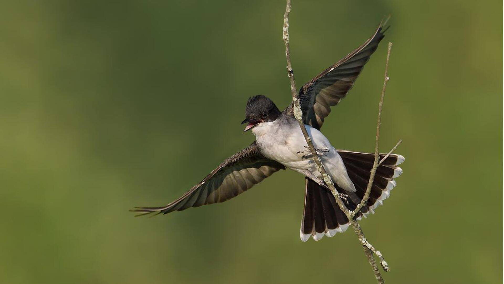 Seni Akrobatik Udara Kingbird dalam Berburu Serangga