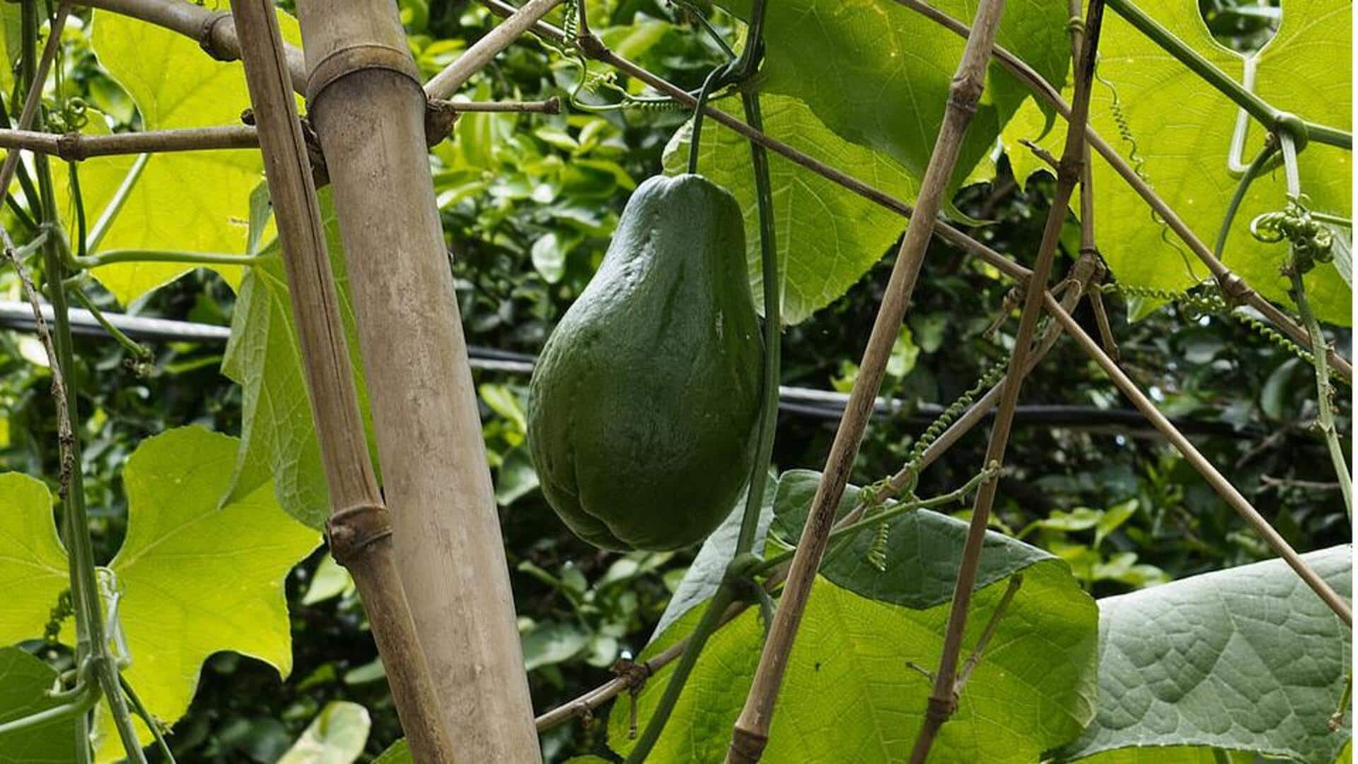 Manfaat Mengejutkan Menanam Labu Siam di Kebun Rumah