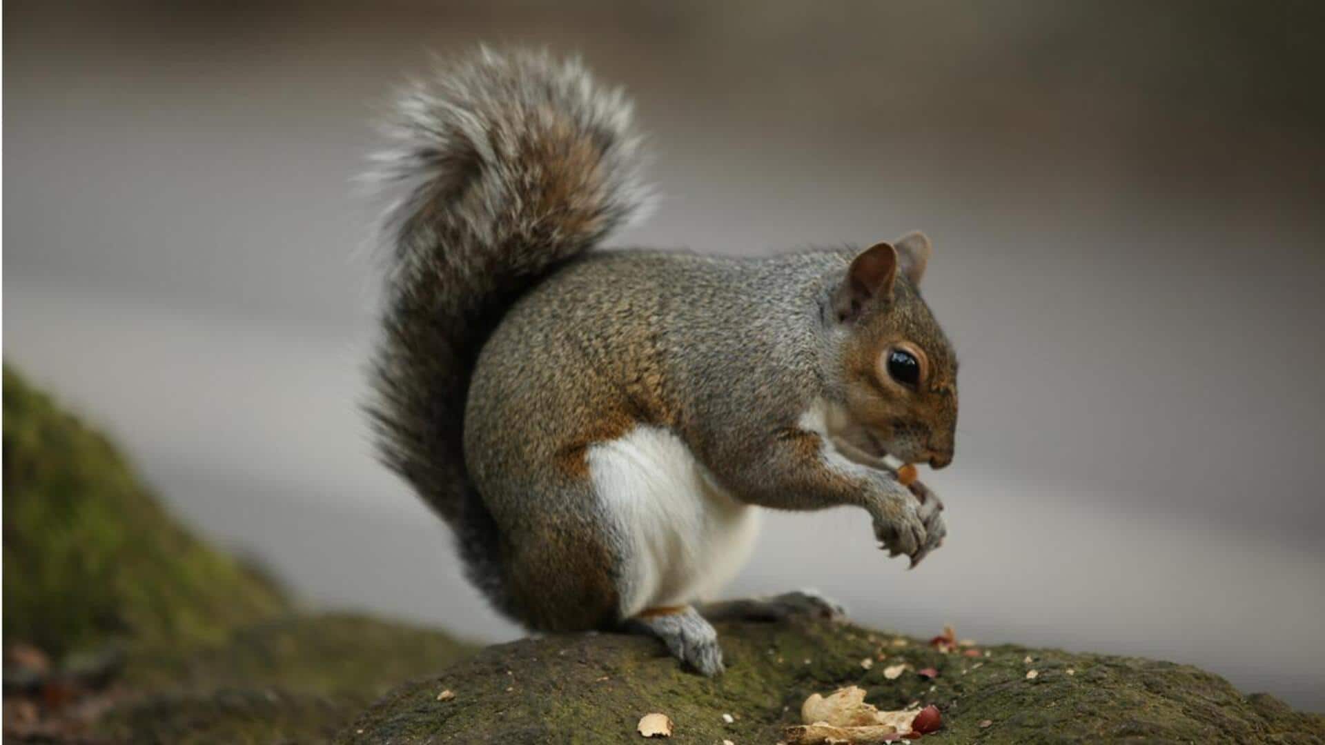 Mengungkap Rahasia Pertumbuhan Gigi Tupai yang Tak Pernah Berhenti