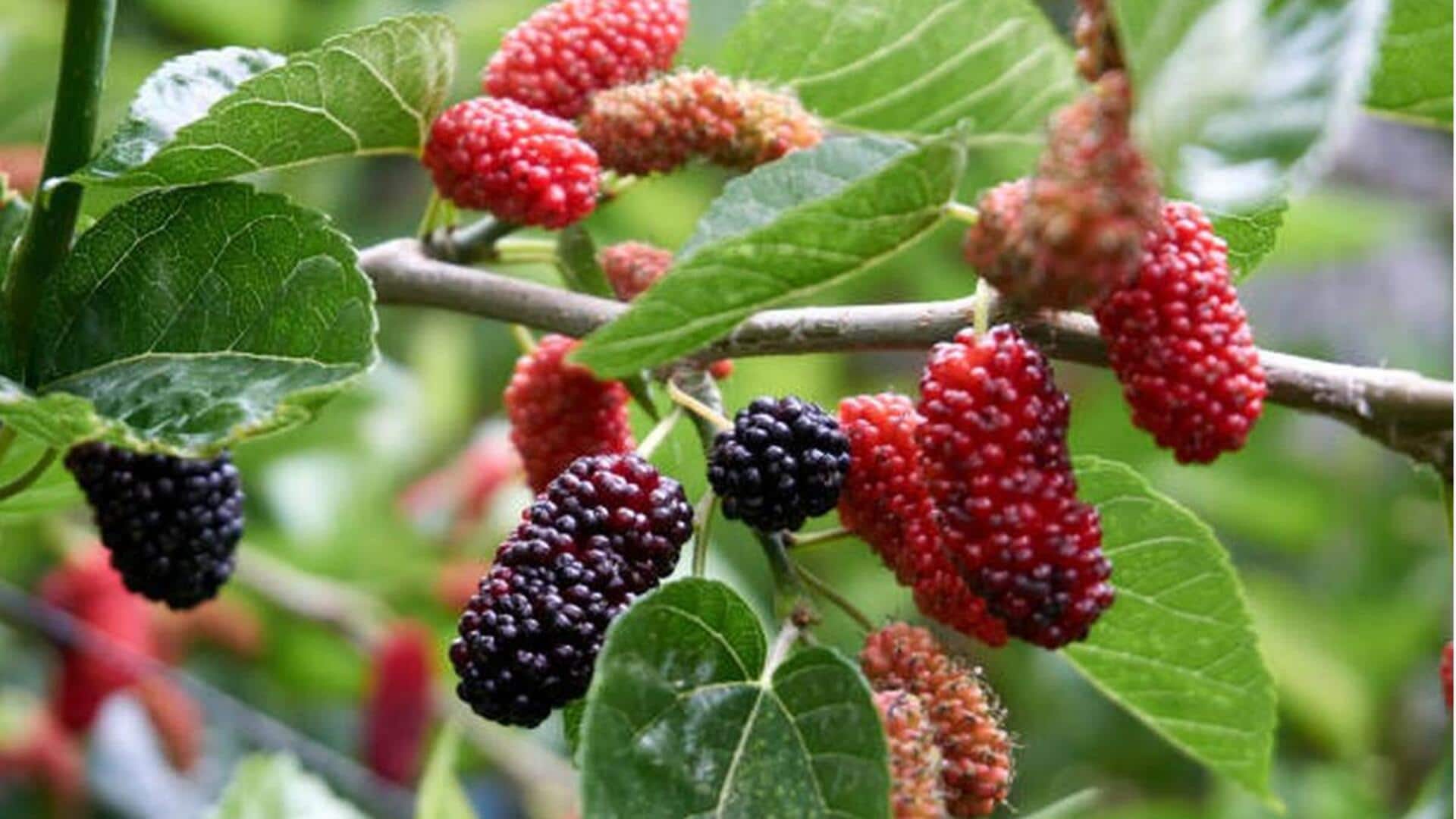 Lima Resep Unik Berbasis Buah Murbei untuk Hidangan Sehari-hari