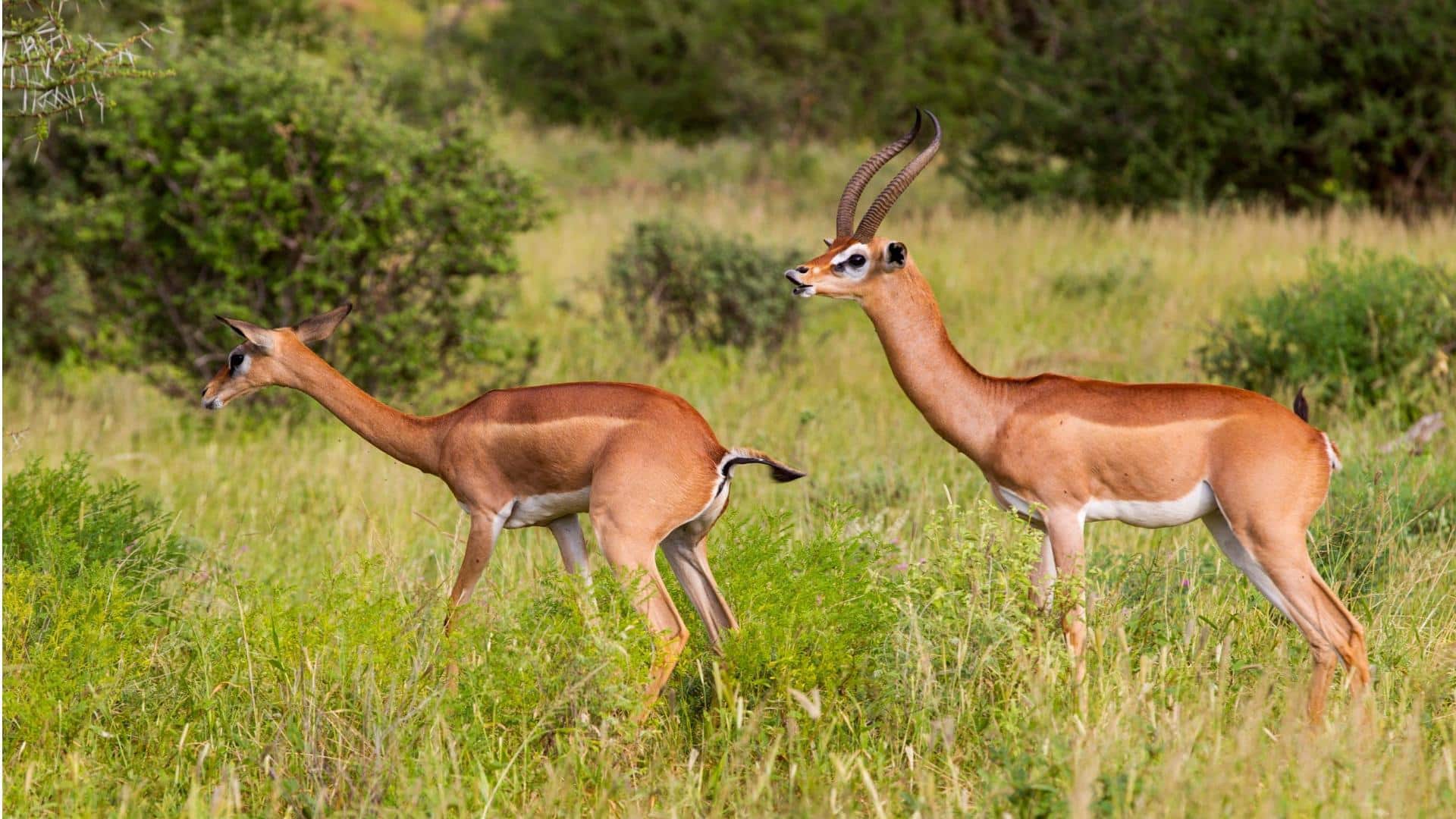 Rusa Berleher Panjang: Strategi Bertahan Hidup yang Unik