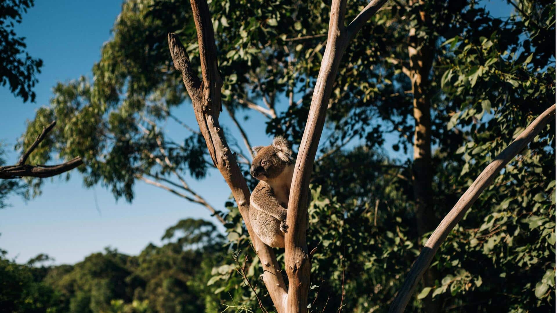 Rahasia Diet Koala: Fakta Menarik tentang Daun Eucalyptus Rahasia Diet Koala: Fakta Menarik tentang Daun Eucalyptus