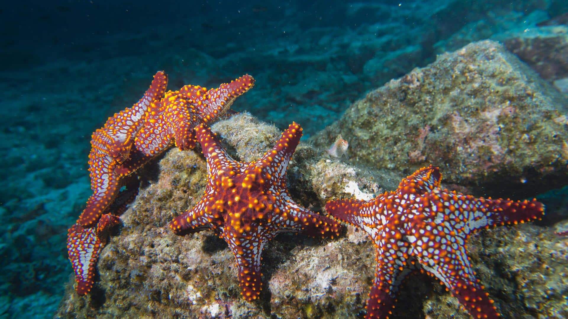 Taktik Kamuflase Bintang Laut di Alam Liar