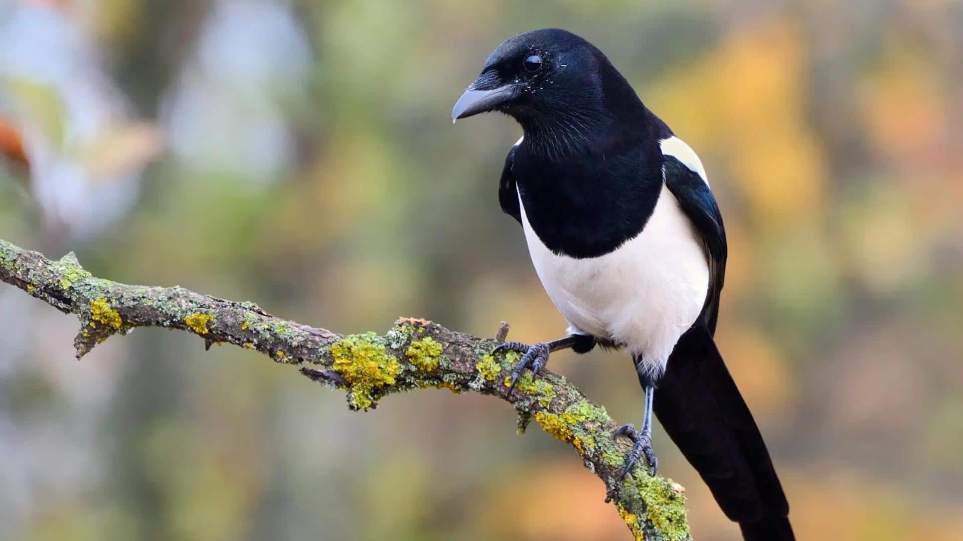Sarang Burung Magpie: 5 Fitur Arsitektur yang Menarik