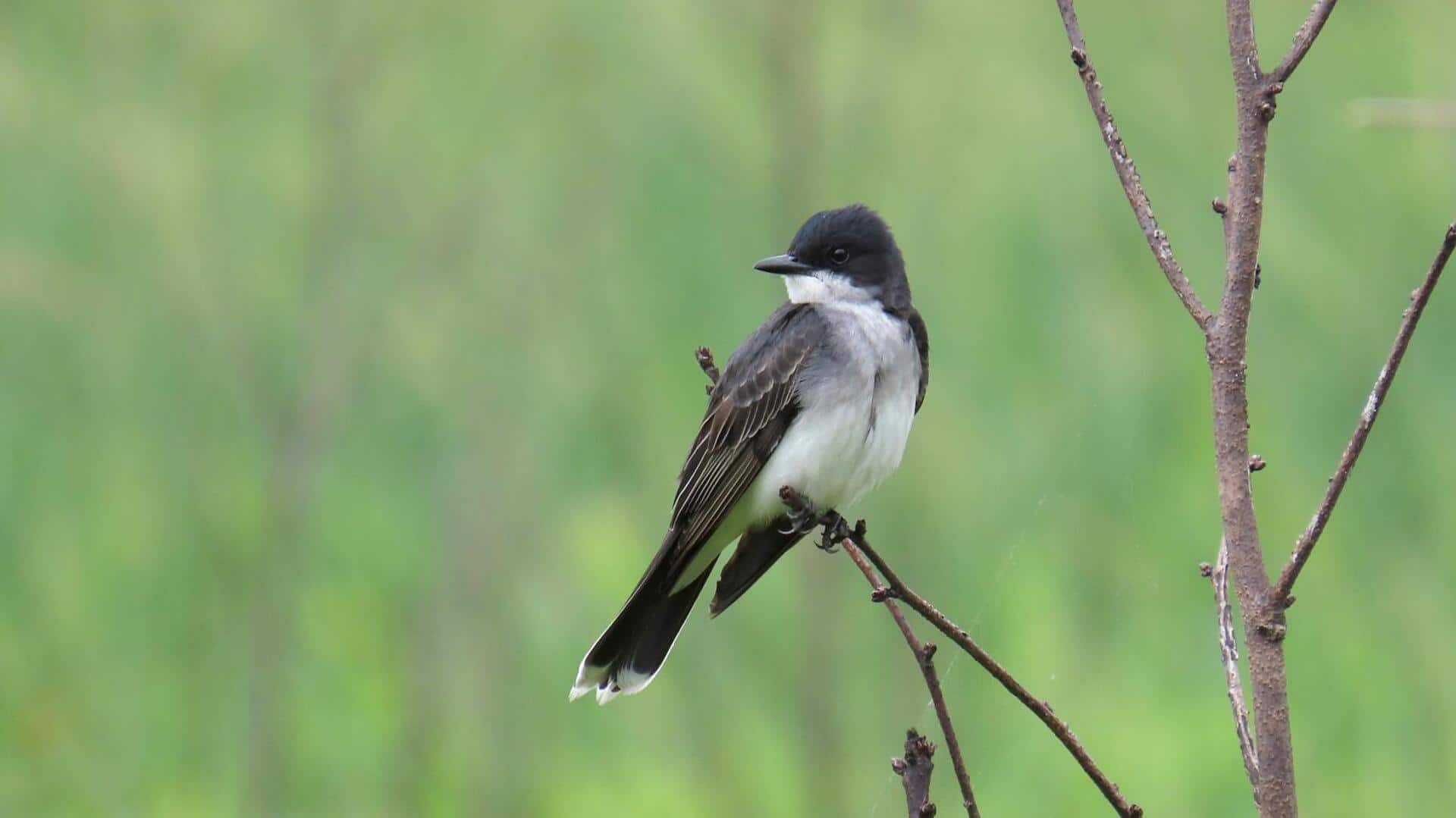 Peran Burung Kingbird dalam Menjaga Keseimbangan Ekosistem