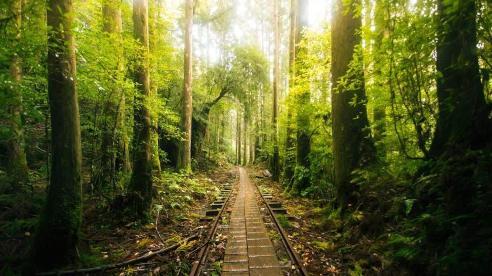 Hutan Kuno Jepang: Menjelajahi Hutan Keramat Tersembunyi