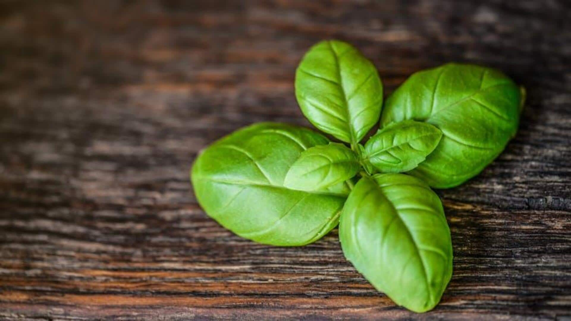 Sentuhan Aromatik Basil dalam Masakan Italia