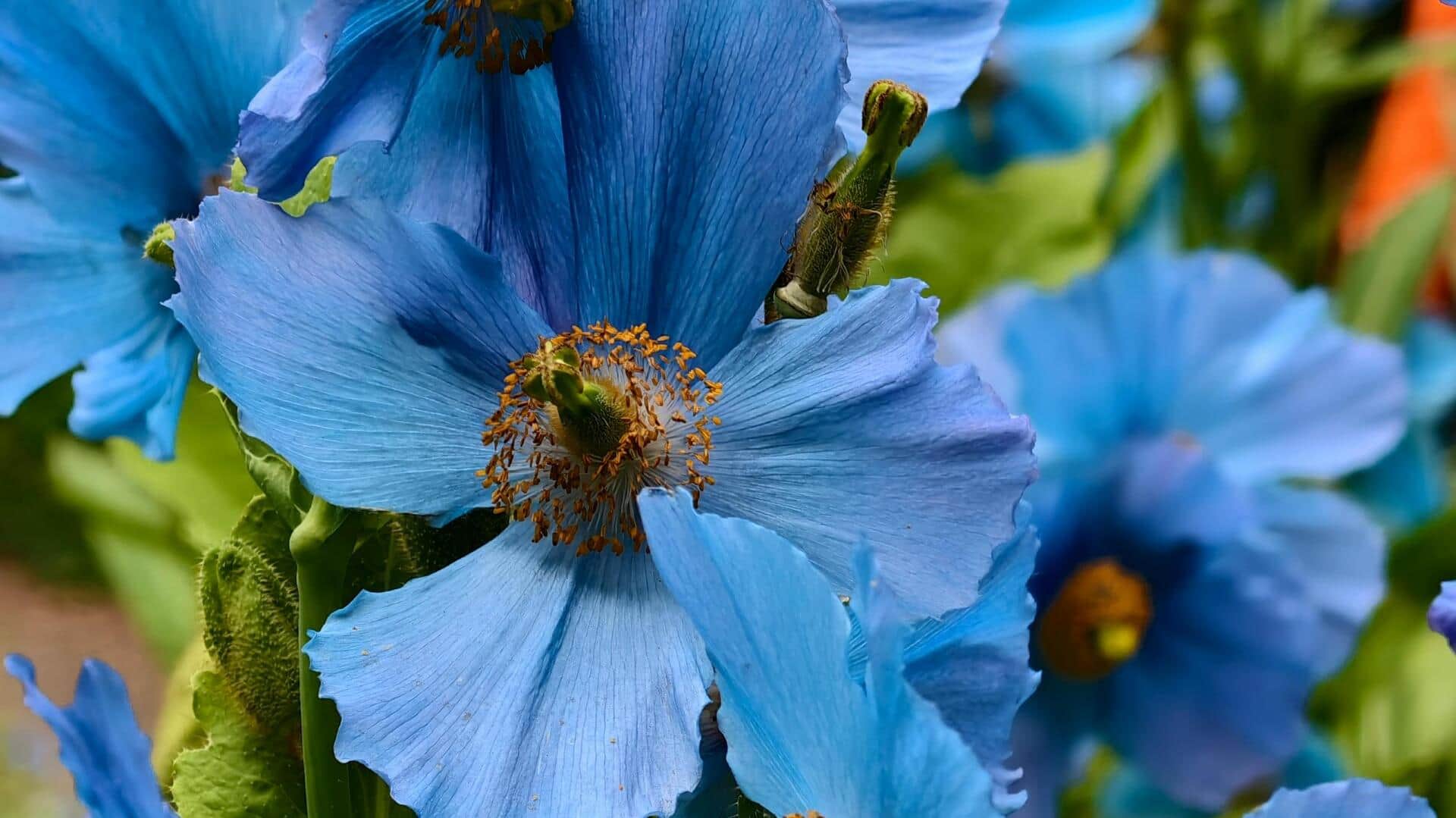 Tanaman Berbunga Langka: Tips Pertumbuhan dan Perawatan