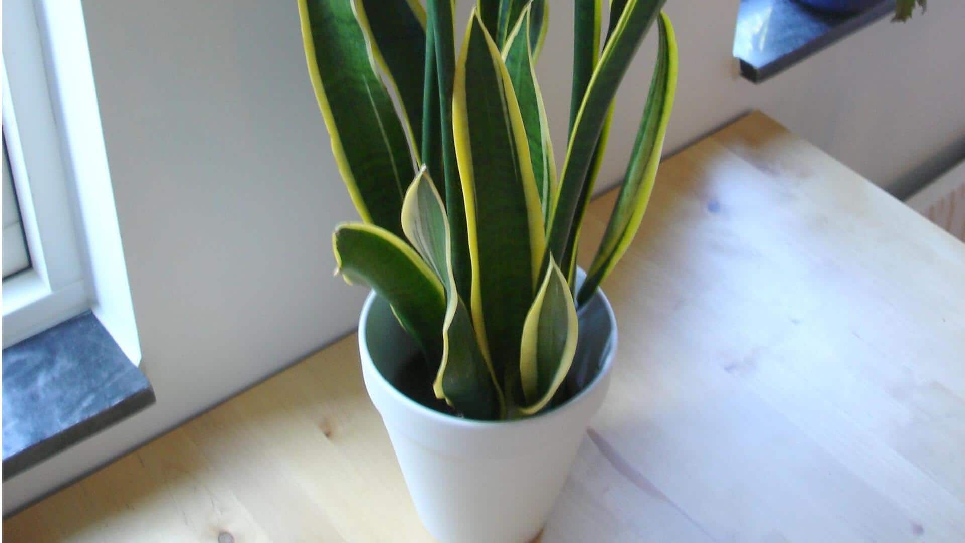 Tanaman dalam ruangan meningkatkan kualitas udara: Fakta ilmiah