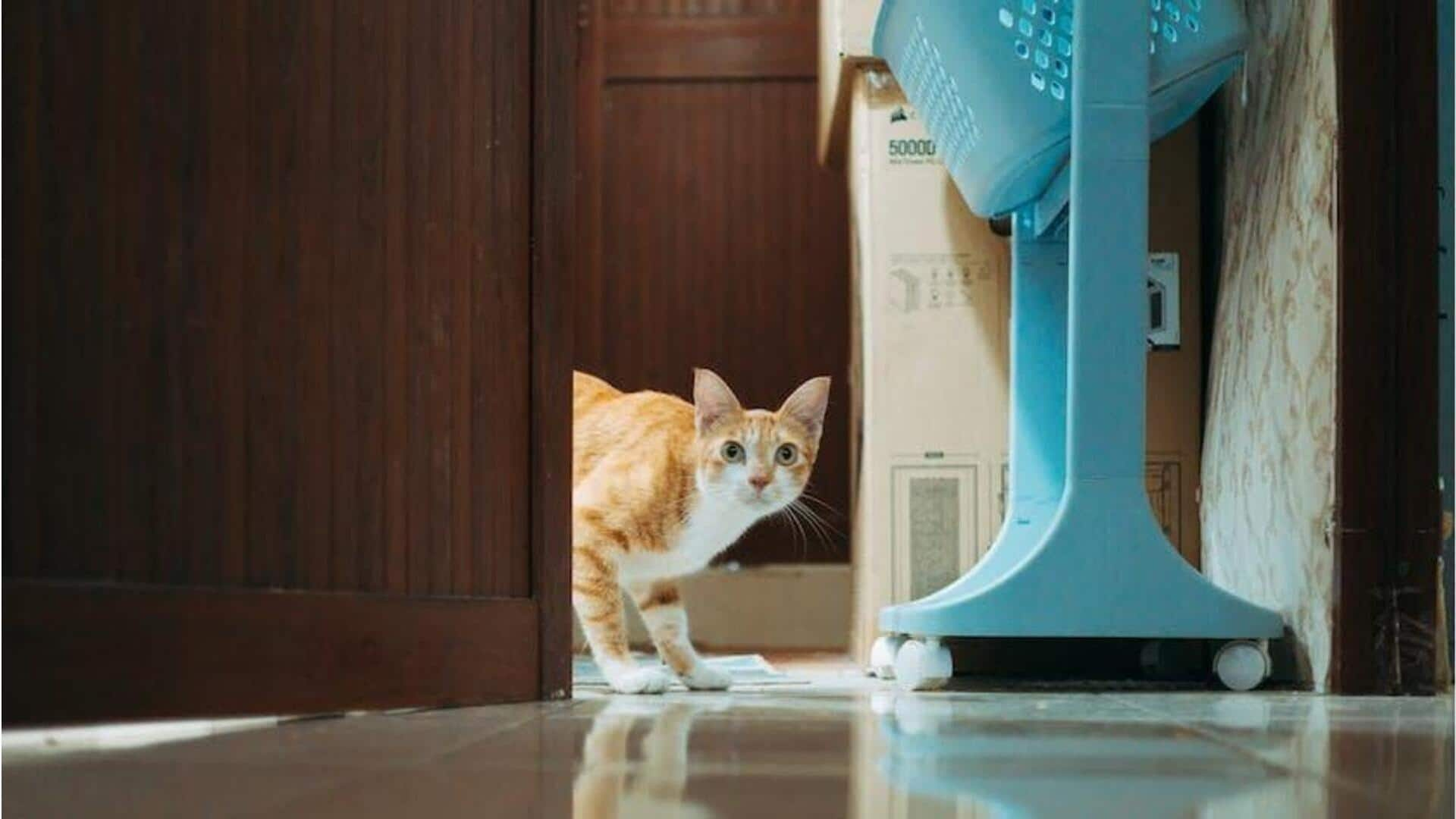 Beberapa tindakan manusia yang dibenci kucing: POV pemilik kucing