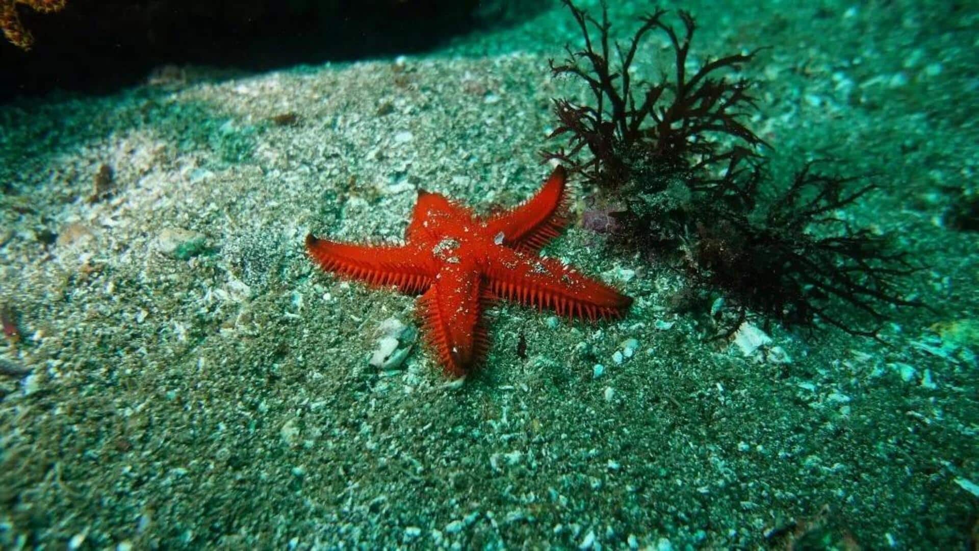 Mengungkap Habitat dan Perilaku yang Menakjubkan dari Bintang Laut Mengungkap Habitat dan Perilaku yang Menakjubkan dari Bintang Laut