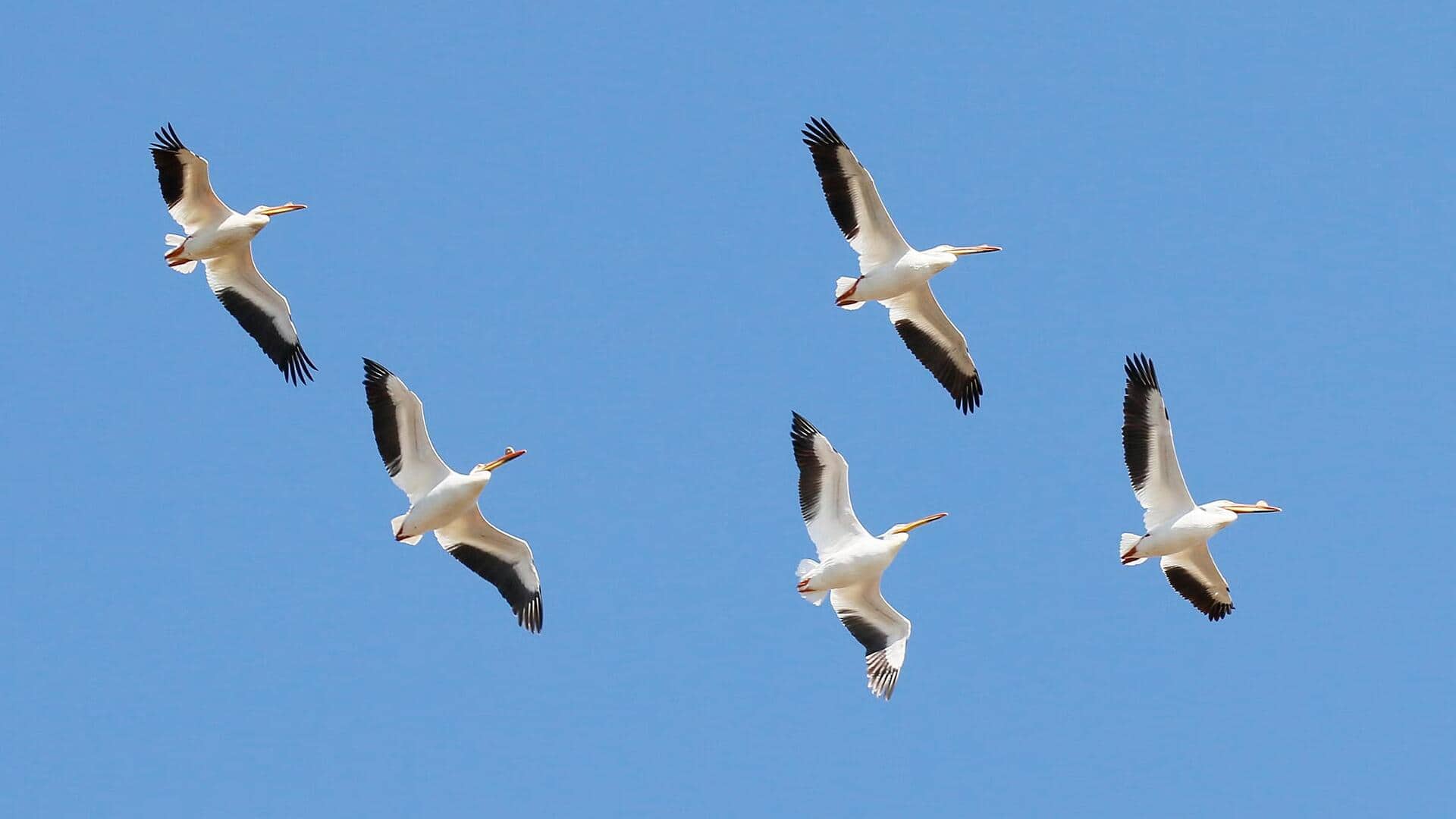 Migrasi Pelikan: Adaptasi Habitat yang Mengejutkan