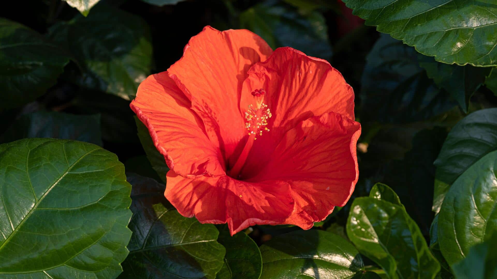 Rahasia Menumbuhkan Kembang Sepatu Sepanjang Tahun di Dalam Ruangan